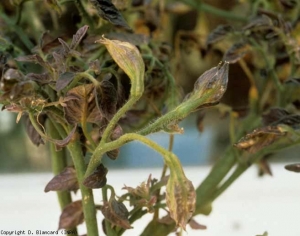 Ces fleurs de tomate plutôt violacées ont un calice hypertrophié leur conférant l'aspect d'une outre. <b><i>Candidatus</i> Phytoplasma solani</b> (stolbur)