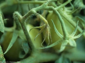 Taches brunes sur fleur et pédoncule floral de tomate la fleur ne va pas tarder à tomber.  <b><i>Pseudomonas syringae</i> pv. <i>tomato</i></b> (moucheture, bacterial speck)