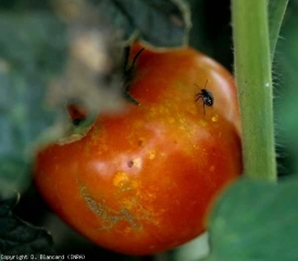 punaise_tomate_DB_285_741