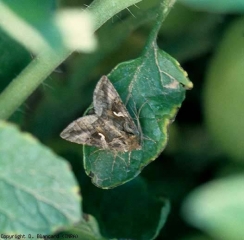 L'observation des papillons est plus rare. Dans le cas présent, la tache blanche en forme de lettre grecque gamma nous permet d'identifier <i>Autographa gamma</i>. <b>Papillons de nuit</b> (noctuelles)