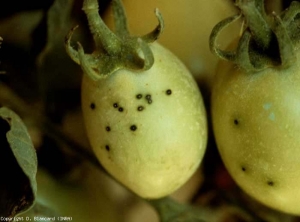 Plusieurs petites taches noires, comparables à des chiures de mouches, parsèment ces jeunes tomates vertes. <b><i>Pseudomonas syringae</i> pv. <i>tomato</i></b> (moucheture, bacterial speck)