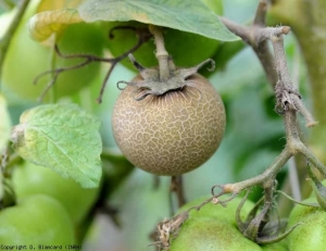 Ce fruit vert sévèrement touché est entièrement subérisé et craquelé superficiellement ; se teinte bronze trahit une attaque d'acariose bronzée. <i><b>Aculops lycopersici</b></i> (tomato russet mite)