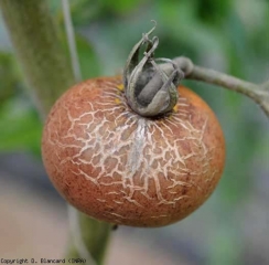 Ce fruit tournant, couleur rosâtre et terne, est couvert de craquelures superficielle.  <i><b>Aculops lycopersici</b></i> (acariose bronzée, tomato russet mite)