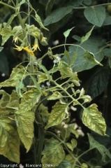 Sur cette plante, des feuilles mosaïquées et cloquées alternent avec des folioles filiformes ; ces symptômes permettent de suspecter un virus. <b>Virus de la mosaïque du concombre</b> (<i>Cucumber mosaic virus</i>, CMV)