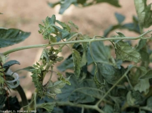 Folioles filiformes. <b>Virus de la mosaïque du concombre</b> (<i>Cucumber mosaic virus</i>, CMV)