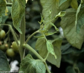 Déformation des folioles. <b>Virus de la mosaïque du concombre</b> (<i>Cucumber mosaic virus</i>, CMV)