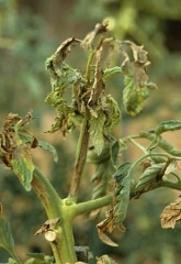 Sur cette plante infectées depuis quelques temps, le <b>virus de la mosaïque du concombre</b> (<i>Cucumber mosaic virus</i>, CMV) a entraîné la nécrose et le dessèchement de nombreuses folioles et de plusieurs feuilles. Plusieurs pétioles et certaines portions de la tige sont aussi affectés.