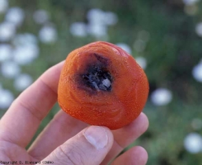 Une lésion débutante légèrement brunâtre s'est étendue à partir de la cicatrice pédonculaire de ce fruit. Elle est légèrement concave et la pellicule s'avère plus ou moins plissée. La présence de filaments mycéliens mélanisés et de pycnides noires explique la teinte sombre visible au centre de la lésion. <b><i>Didymella lycopercisi</i></b> (pourriture à <i>Didymella</i>, <i>Didymella</i> fruit rot)