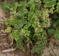 Cette plante, au port plutôt buissonnant, présente de nombreux rameaux axillaires aux entre-noeuds très courts, et des feuilles beaucoup plus petites. <b>Virus des feuilles jaunes en cuillère</b> (<i>Tomato yellow leaf curl virus</i>, TYLCV)