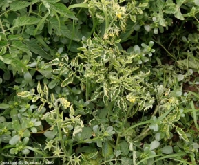 Symptômes sur feuilles dus au <b>virus des feuilles jaunes en cuillère</b> (<i>Tomato yellow leaf curl virus</i>, TYLCV)