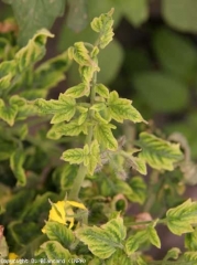 Sur ces petites folioles, on peut constater un jaunissement inter-nervaire bien marqué. <b>Virus des feuilles jaunes en cuillère</b> (<i>Tomato yellow leaf curl virus</i>, TYLCV)