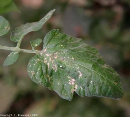 De nombreuses lésions nécrotiques, de taille variable, couvrent cette foliole, lié à la présence de thrips, ici <i><b>Frankliniella occidentalis</b></i>.