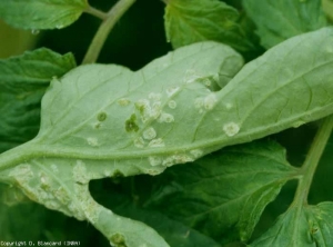 De nombreux îlots de cellules gonflées d'eau se sont formés localement à la face inférieure du limbe de cette foliole. Certains d'entre eux ont une apparence humide à graisseuse. <b>Intumescences</b> (oedema)