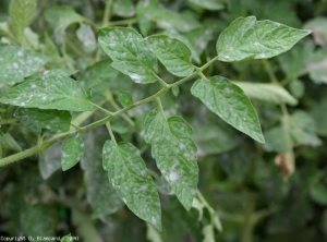 De nombreuses colonies poudreuses blanches, isolées, parsèment la face supérieure des folioles de plusieurs feuilles de tomate. <b><i>Oidium neolycopersici</i></b> (oïdium, powdery mildew)