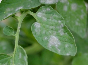 Sous les taches d'oïdium les plus évoluées, le limbe commence à se nécroser, de discrètes lésions nécoriques noirâtres sont difficilement visibles <b><i>Pseudoidium neolycopersici</i></b> (oïdium, powdery mildew).