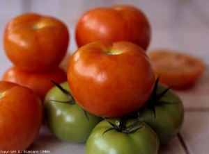 Les fruits peuvent être marbrés et donc mal colorés. <b>Virus de la mosaïque du pépino</b> (<i>Pepino mosaic virus</i>, PepMV)