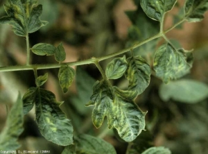 En plus d'être mosaïquées, plusieurs folioles sont de taille réduite et ont un limbe plus découpé. <b>Virus de la mosaïque de la tomate</b> (<i>Tomato mosaic virus</i>, ToMV)