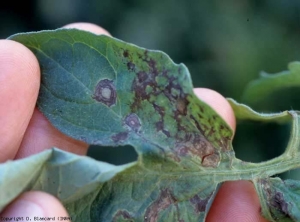 Quelques taches présentant des  anneaux concentriques sont bien visibles sur le limbe de cette foliole. <b>Virus du flétrissement en taches de la tomate</b> (<i>Tomato spotted wilt virus</i>, TSWV)