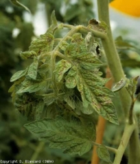 Sur cette feuille plus ou moins recroquevillée, les folioles sont maintenant très nécrotiques, tandis que le limbe chlorose et prend progressivement un aspect bronzé.<b>Virus du flétrissement en taches de la tomate</b> (<i>Tomato spotted wilt virus</i>, TSWV)