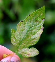 Sur la face supérieure de cette foliole, les lésions ont une teinte beigeâtre à métallique. <b><i>Frankliniella occidentalis</i></b> (thrips)