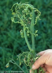 Le limbe de ces feuilles de tomate, en plus d'être très filiforme, est plus ou moins vrillé. <b>Phytotoxicité</b> (pesticide injuries)