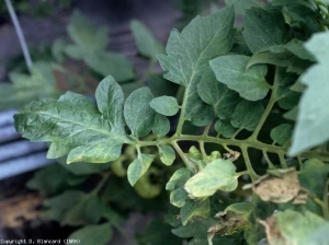 Sur ce pied de tomate, de nombreuses folioles ne présentent que des jaunissements plus ou moins sectoriels, accompagnés parfois de dessèchements périphériques à l'origine de l'enroulement du limbe. <b><i>Clavibacter michiganensis</i> subsp. <i>michiganensis</i></b> (chancre bactérien, bacterial canker)