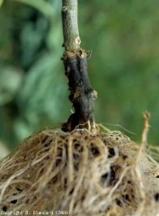 Le collet de ce pied de tomate présente une lésion humide et noire. Les racines à proximité sont brunes et altérées. <i><b>Phytophthora nicotianae</b></i> (<i>Phytophthora</i> crown and root rot)