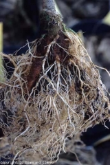 Sur cette plante âgée, les racines à proximité du bas de la tige sont brunes et pourries. La pourriture a gagné progressivement le collet qui a pris une teinte noirâtre. <i><b>Phytophthora nicotianae</b></i> (<i>Phytophthora</i> crown and root rot)