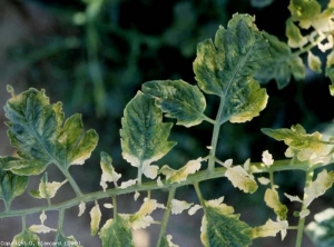 Après avoir jauni, le limbe très décoloré peut prendre une teinte blanche. <b>Phytotoxicité</b> (herbicide injuries)