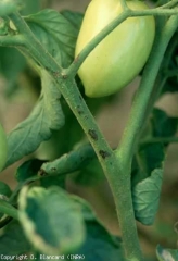 pseudo_tomato_DB_590