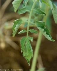 Des brunissements internervaires sont parfois constatés sur certaines folioles. <b><i>Ralstonia solanacearum</i></b> (flétrissement bactérien, bacterial wilt)