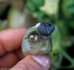 Un gros sclérote noir s'est formé à la surface de ce jeune fruit vert. Du mycélium blanc peut être distingué par endroits. <b><i>Sclerotinia sclerotiorum</i></b>