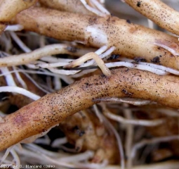 Le nombre de microsclérotes formés sur les racines est parfois considérable. <b><i>Colletotrichum coccodes</i></b>