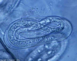 En plus des femelles, la présence de nématodes adultes ou de jeunes larves pourvus d'un stylet confirme une attaque de  <b><i>Meloidogyne</i> spp.</b> (nématodes à galles racinaires, root-knot nematodes)