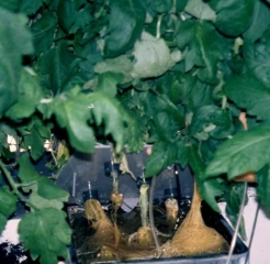 Plusieurs systèmes racinaires de cette culture hors sol de tomate révèlent des pertes racinaires importantes se traduisant par des brunissements plus ou moins marqués. <b><i>Pythium</i> spp.</b> (fonte des semis, pourritures racinaires et basales, damping-off, foot and root rot, buckeye rot)
