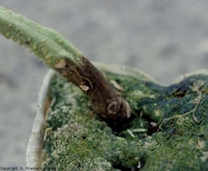 Une altération humide et brun sombre s'est développée au collet de ce pied de tomate cultivé en hors sol. <b><i>Didymella lycopercisi</i></b> (pied noir à <i>Didymella</i>, <i>Didymella</i> collar canker)