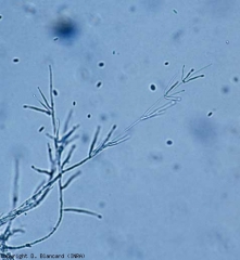 Les conidiophores de <b><i>Verticillium dahliae</i></b> sont ramifiés en verticilles ; ils produisent des conidies ellipsoïdes, hyalines, regroupées en gouttelettes à leurs extrémités terminales ou latérales (verticilliose, <i>Verticillium</i> wilt).