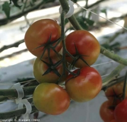 De nombreux fruits de ce bouquet se colorent trop irrégulièrement. Dégâts d'<b>aleurodes</b>