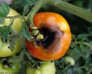 Après avoir envahi les sépales et le pédoncule, <i><b>Alternaria tomatophila</b></i> colonise ce fruit et provoque une altération circulaire brune à noire et déprimée (alternariose, early blight)