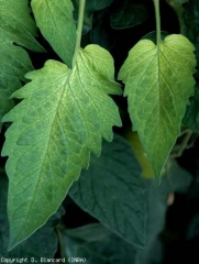 Une chlorose internervaire se met en place progressivement sur cette feuille. <b>Désordre nutritionnel</b> (carence en fer)