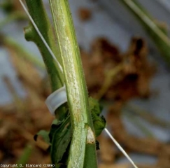 <b><i>Clavibacter michiganensis</i> subsp. <i>michiganensis</i></b> (chancre bactérien, bacterial canker)