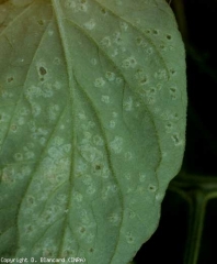 Quelques taches chlorotiques sont visibles sur cette feuille de tomate. <b>Intumescences</b> (oedema)