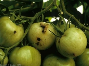 Des trous circulaires et réguliers sont présents sur ces fruits. Ils ont été réalisés par une chenille qui a ainsi pu les pénétrer. <b>Chenilles de noctuelles</b>