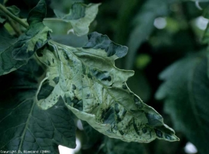 Cette foliole révèle des taches irrégulières vert sombre et plus ou moins en relief, contrastant avec le reste du limbe argenté. Ce symptôme ne doit pas être confondu avec une mosaïque virale. <b>Argenture</b> (silvering)