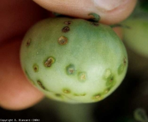 Des taches brunâtres, arrondies et de 4 à 5 mm de diamètre, se développent sur les portions du fruit de tomate les plus exposées. Un halo graisseux plus ou moins large peut les entourer. <b><i>Xanthomonas</i> spp.</b> (gale bactérienne, bacterial spot)