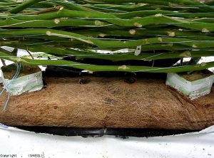 On observe une prolifération des racines dans ce pain d'une culture hors sol de tomates <b><i>Agrobacterium radiobacter</i> biovar 1<i>1</i></b> (« root mat »)
