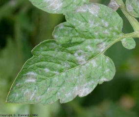  Sur cette foliole, on note que l'oïdium peut avoir un développement soit nervaire soit inter-nervaire. <i><b>Oidium neolycopersici</b></i> (oïdium, powdery mildew))