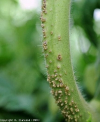 Des racines adventives sont en train de ce développer sur cette portion de tige de tomate ; la variété est probablement plus sensible à ce phénomène. <b>Emission physiologique de racines aériennes</b>