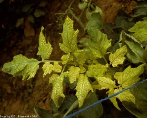 La <b>carence en fer</b> est maintenant bien évoluée car les folioles ont pris une coloration jaune intense ; notez que les nervures restent toujours vertes.