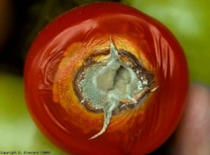 <b><i>Penicillium</i> sp.</b> (pourritures sur fruit)